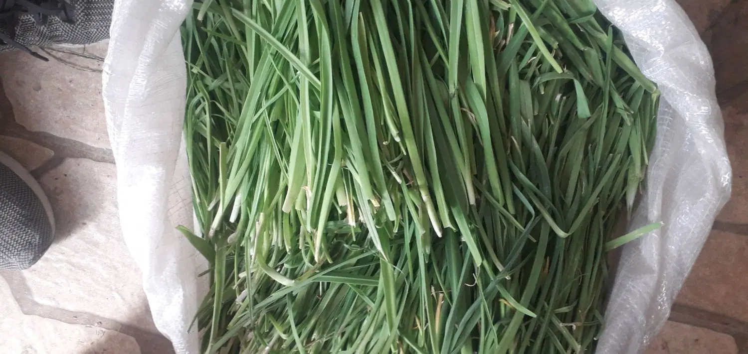 سبزی|خوردنی و آشامیدنی|ارومیه, |دیوار