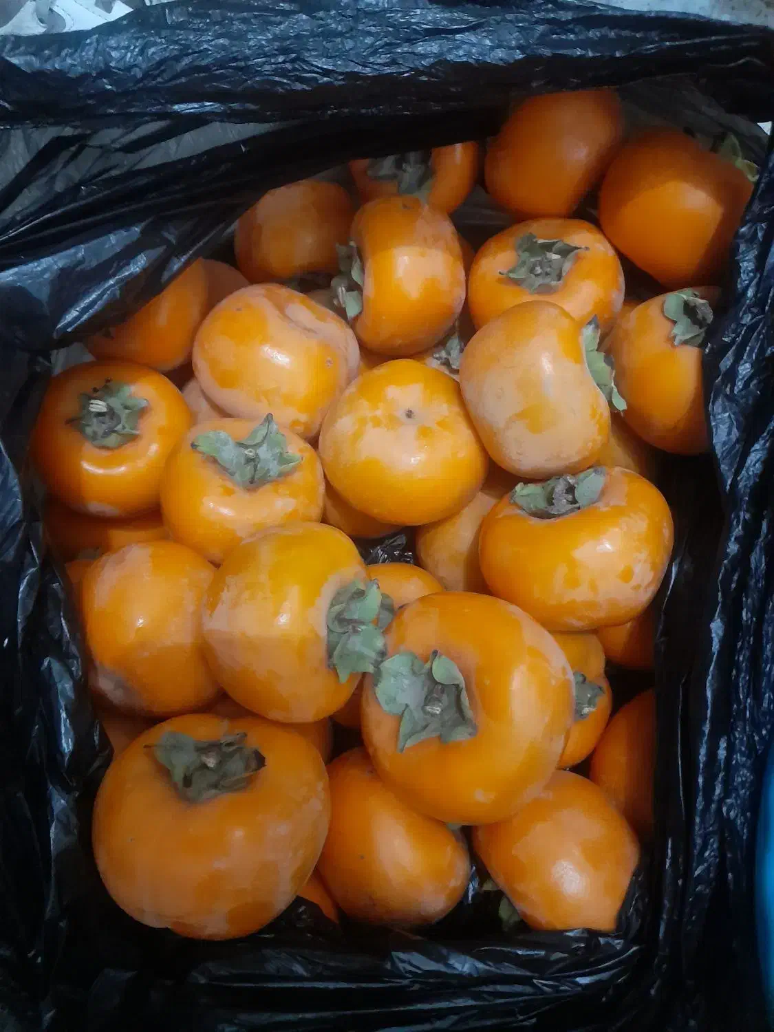 خرمالوتازه|خوردنی و آشامیدنی|آزادشهر, |دیوار