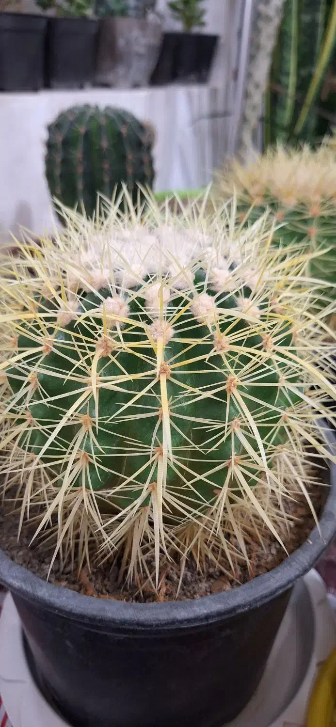 کاکتوس اچینو تیغ زرد سطل ۳|گل و گیاه طبیعی|باسمنج, |دیوار