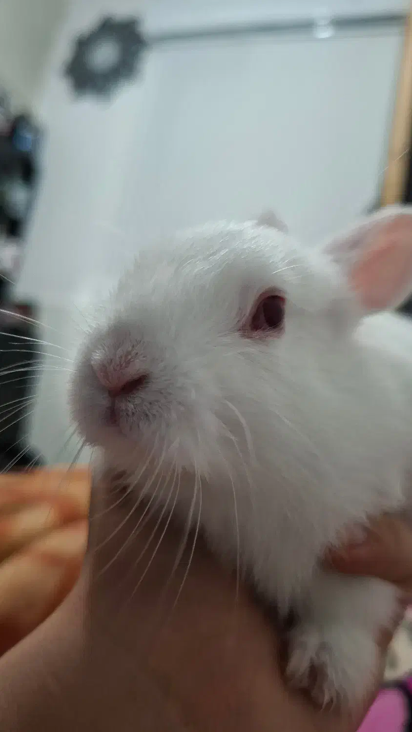 خرگوش|موش و خرگوش|قم, شاد قلی|دیوار