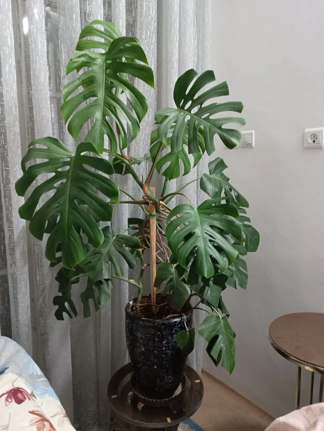 گل برگ انجیری بزرگ|گل و گیاه طبیعی|نیشابور, مدرس|دیوار