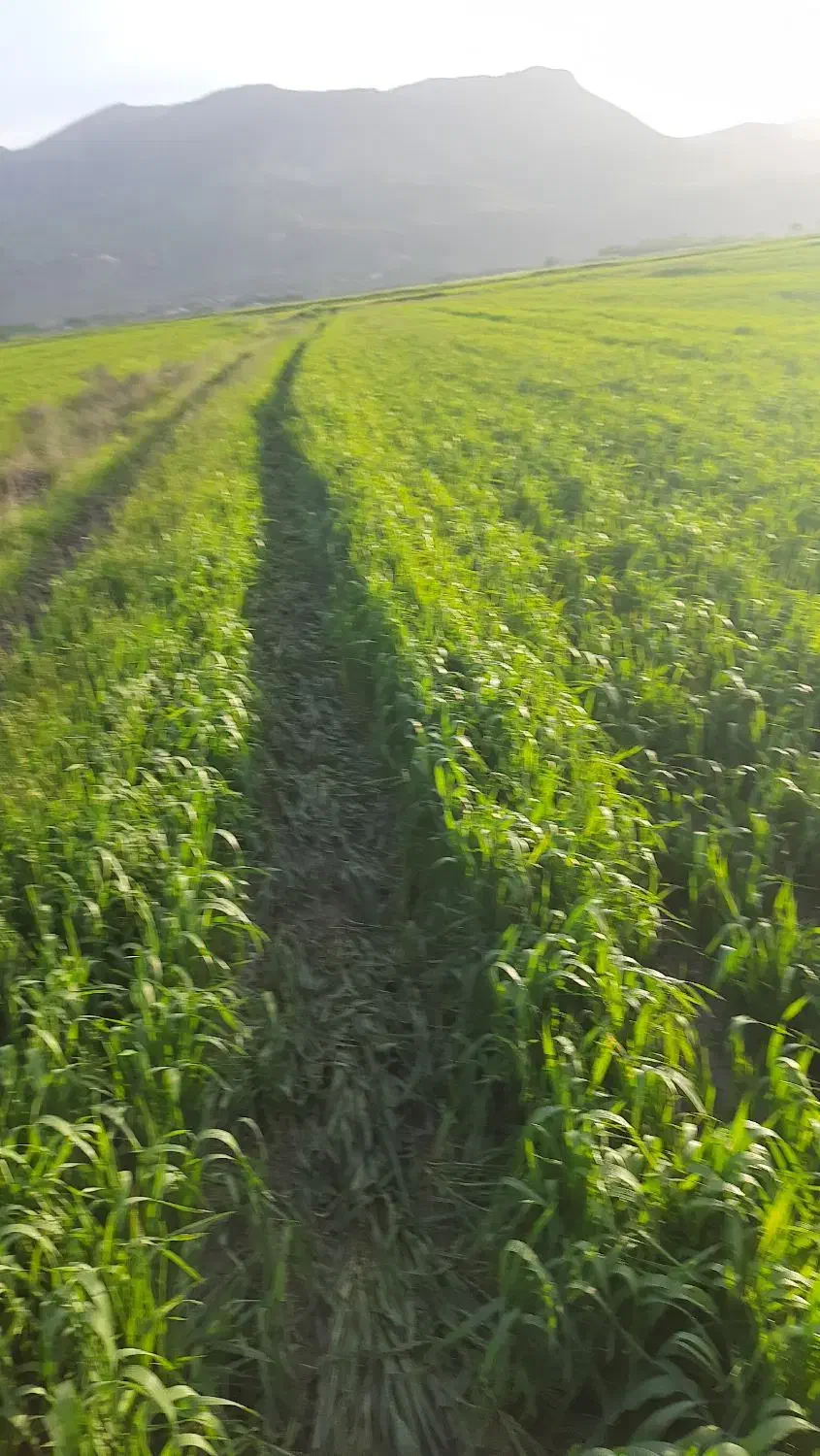 اجاره زمین کشاورزی|اجارهٔ دفتر صنعتی، کشاورزی، تجاری|فارسان, |دیوار