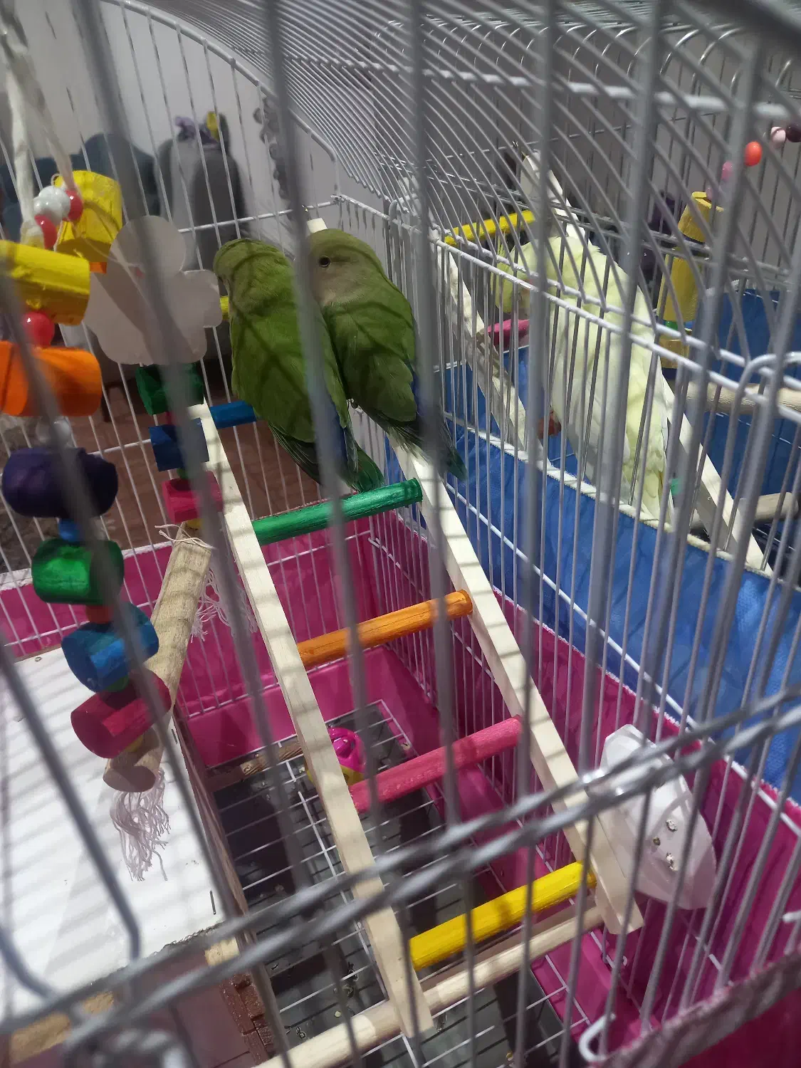 فروش|پرنده|شهریار, شهرک مصطفی خمینی|دیوار