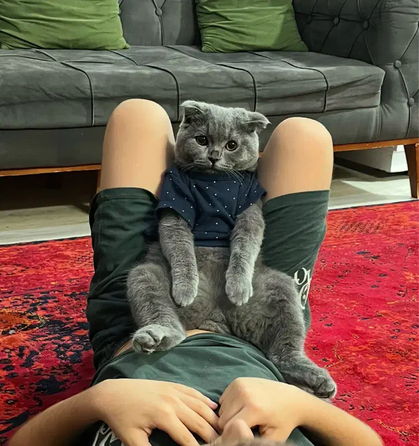 گربه اسکاتیش نر برای جفتگیری|گربه|مشهد, آبکوه|دیوار