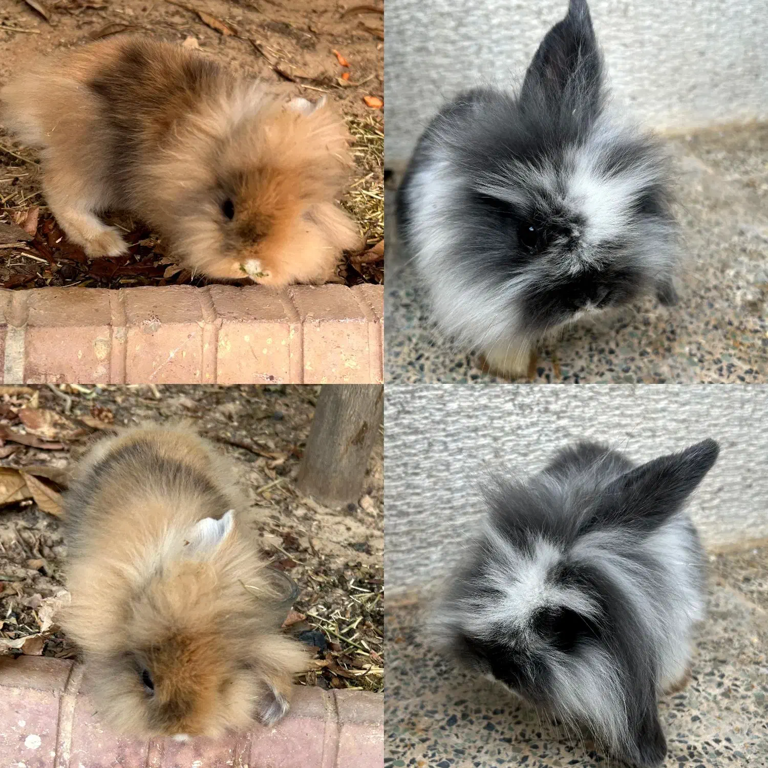 خرگوش لپ|موش و خرگوش|صدرا-فارس, فاز ۲|دیوار