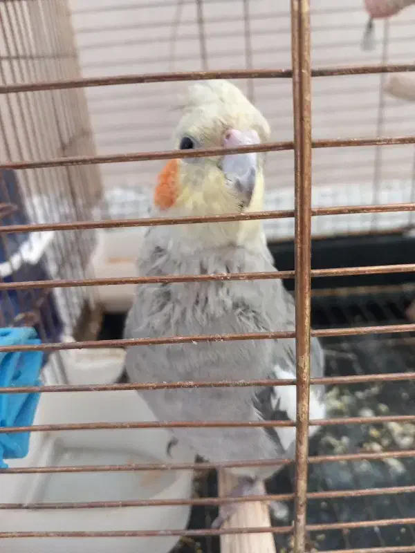 عروس هلندی کاملا دستی سخنگو|پرنده|ابهر, |دیوار