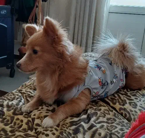 فروش سگ|سگ|فردیس, شهرک راه آهن|دیوار