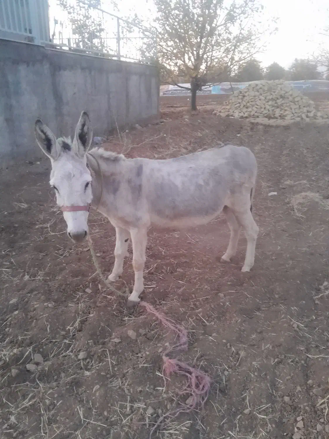الاغ شازند و کاه یونجه|حیوانات مزرعه|شازند, |دیوار