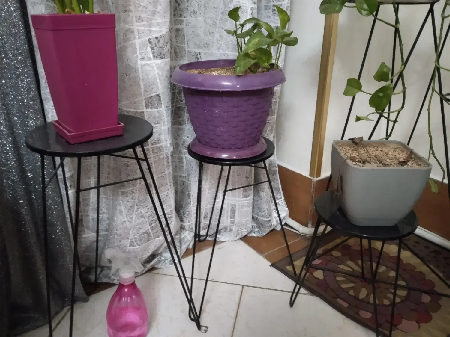 تزئینی|گل و گیاه طبیعی|اسلام‌شهر, شهرک سعیدیه|دیوار