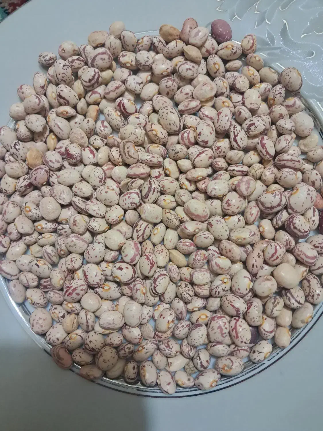 لوبیا چیتی|خوردنی و آشامیدنی|مرودشت, ابوذر شمالی‎|دیوار