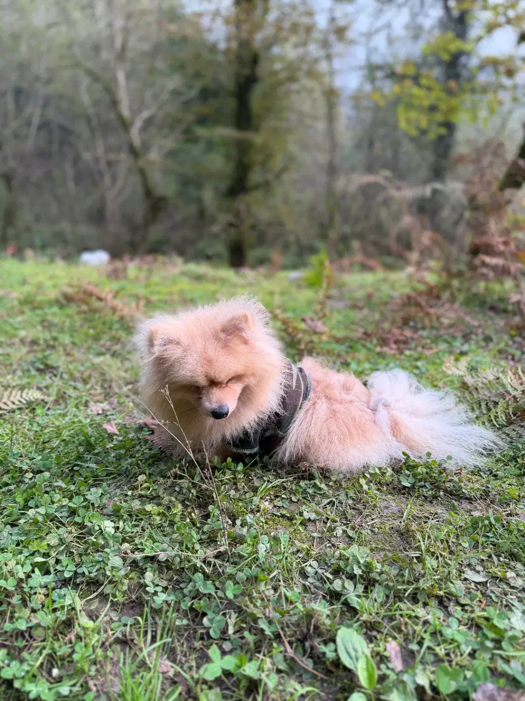 فروش سگ پامرین|سگ|آستارا, |دیوار