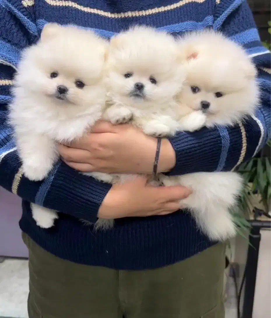 پرورش سگ پامر خرسی.پامرانین عروسکی بدون واسطه دلال|سگ|شیراز, فرهنگ شهر|دیوار