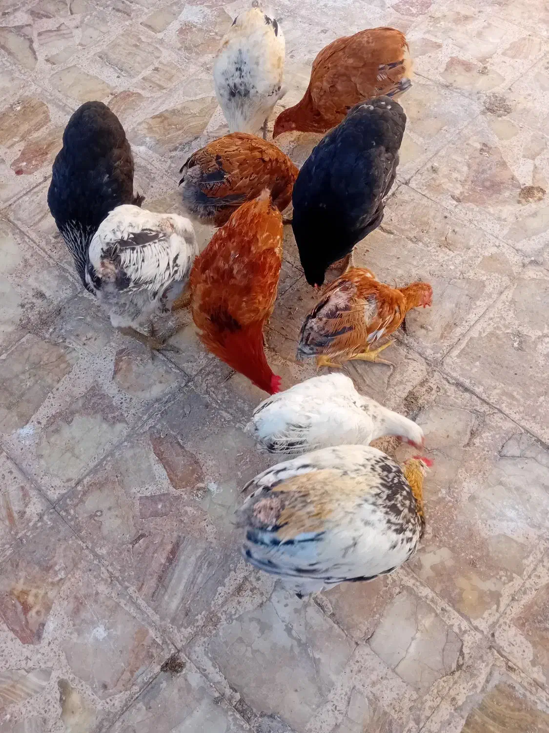 فروش تعدادی بچ خروس و باری محلی|حیوانات مزرعه|دوگنبدان, |دیوار