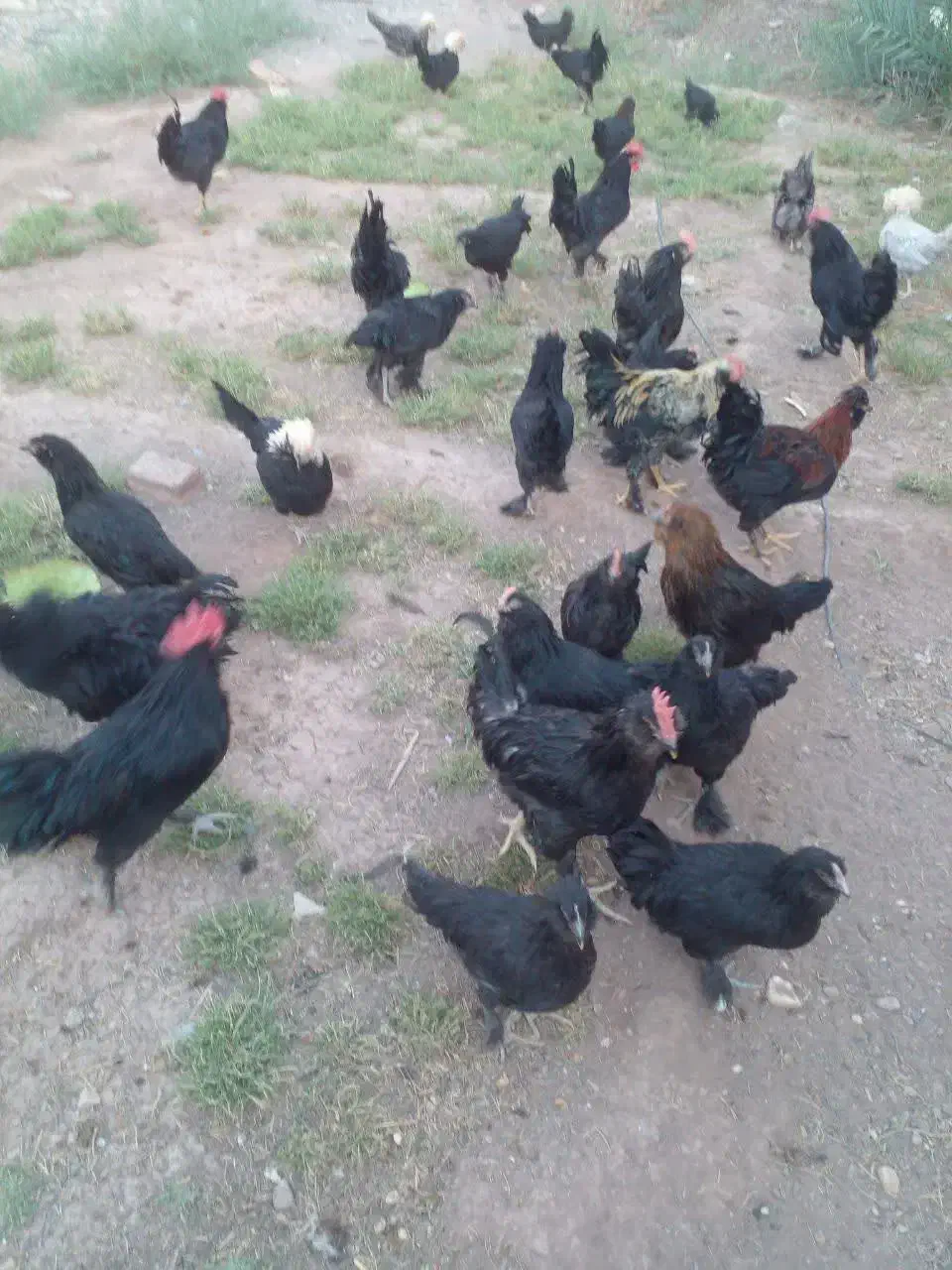 تخم مرغ نطفه دار|حیوانات مزرعه|رفسنجان, |دیوار