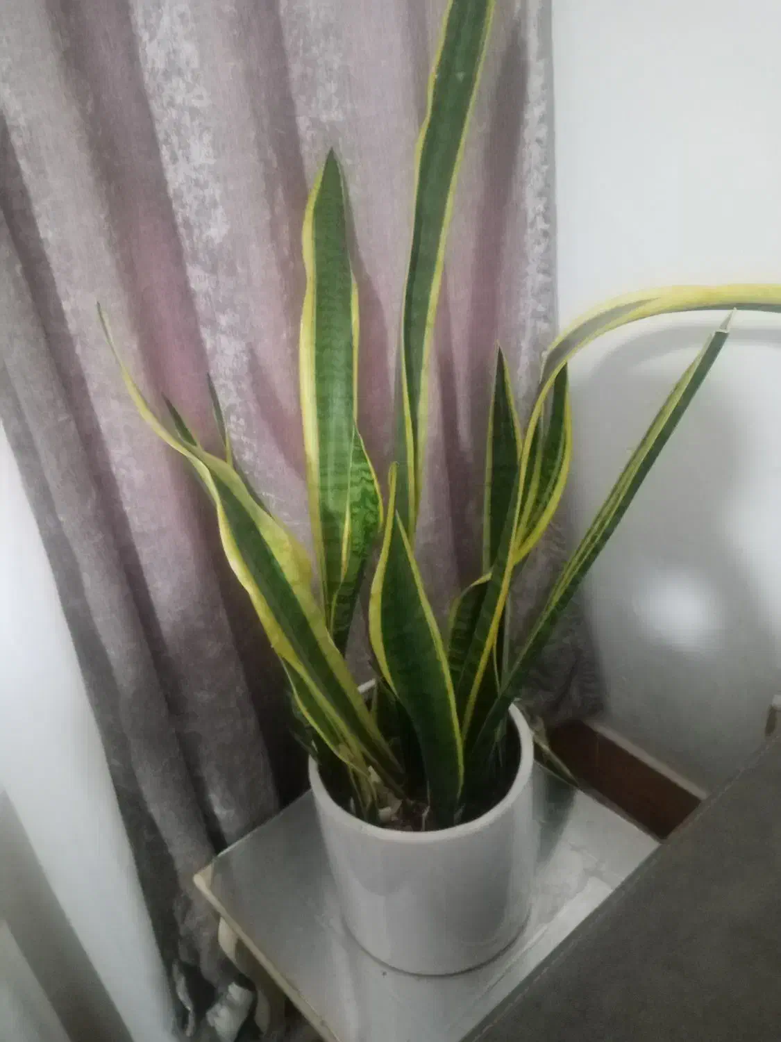 گل طبیعی|گل و گیاه طبیعی|نیشابور, ابراهیمی|دیوار