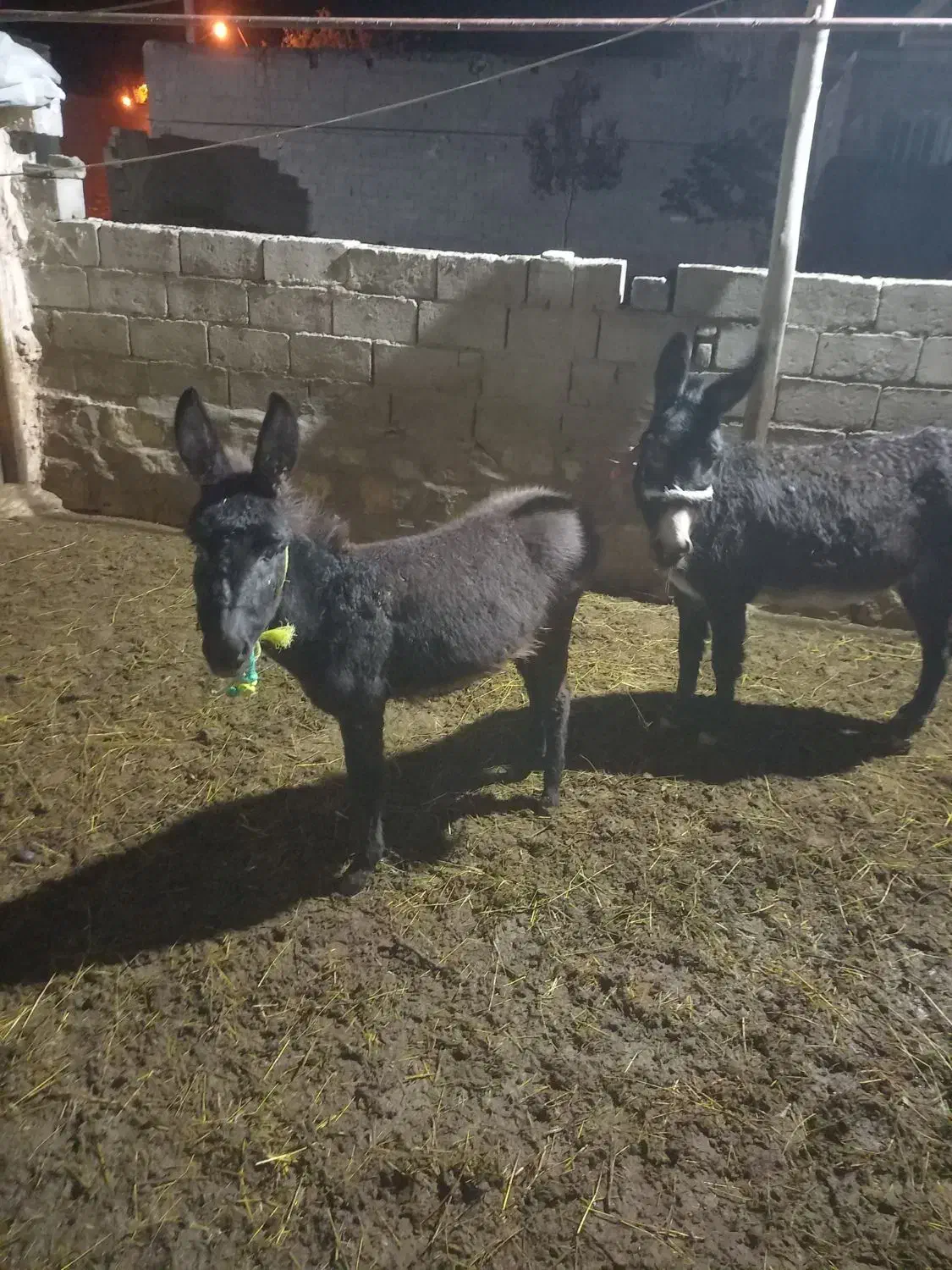 کره خر ماده|حیوانات مزرعه|سراجو, |دیوار