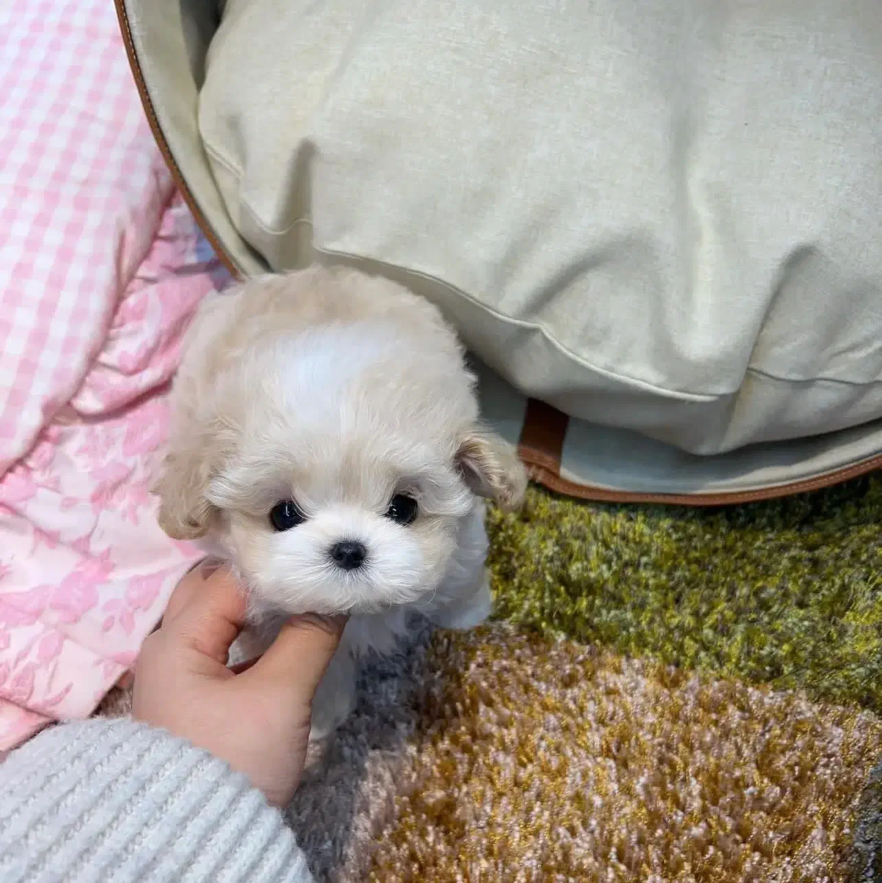 پودل مالتیز مالتیپو مینیاتوری|سگ|تهران, منیریه|دیوار