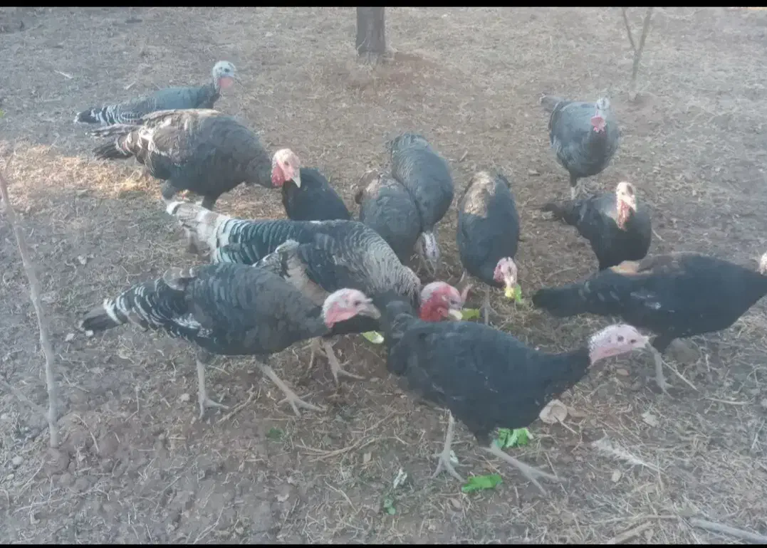 بوقلمون فروشی|حیوانات مزرعه|الوند, |دیوار