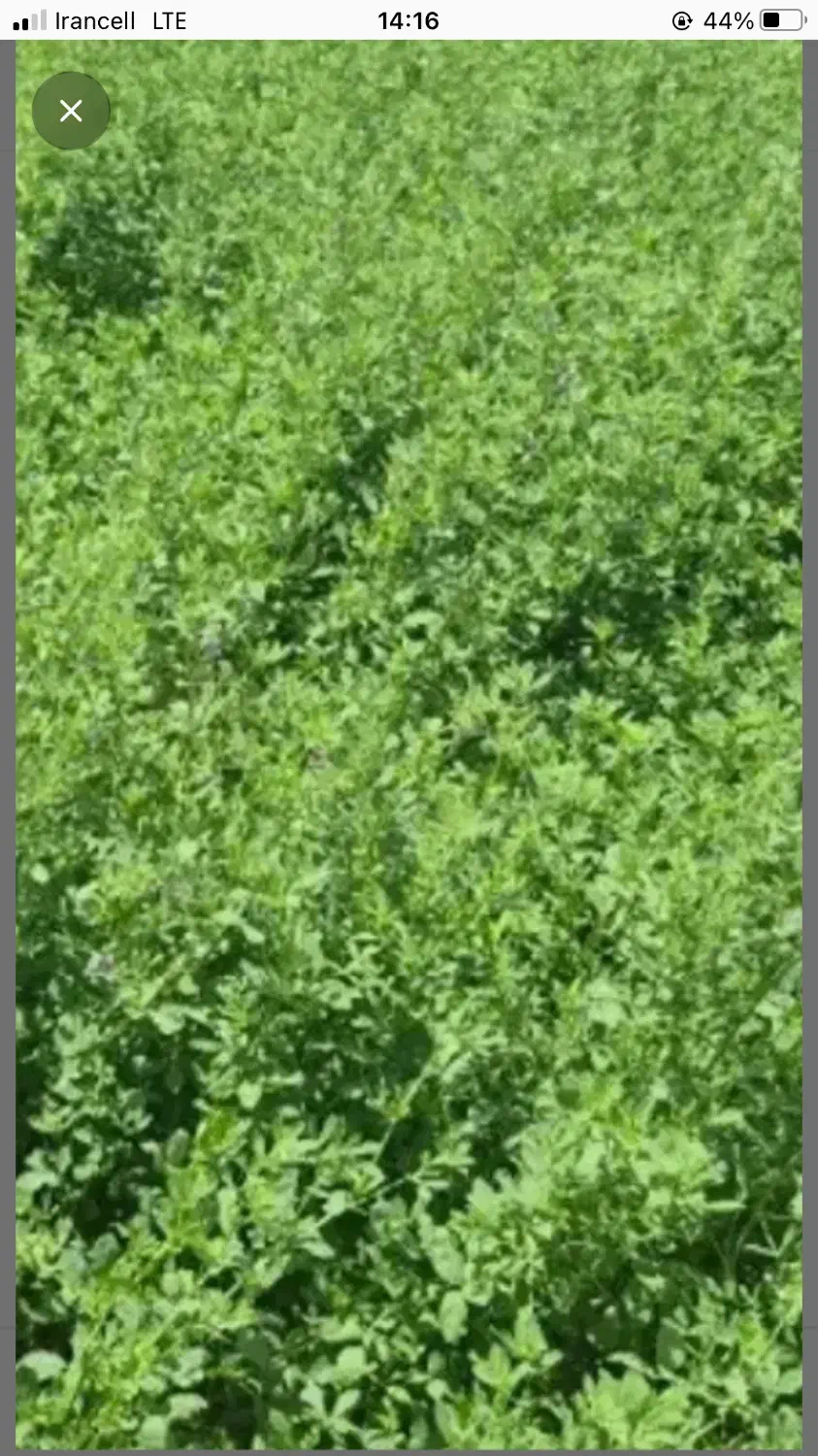 یونجه|حیوانات مزرعه|اسماعیلی, |دیوار