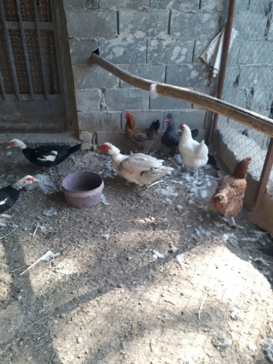 مرغ بومی و اردک اسرائیلی|حیوانات مزرعه|مبارکه, |دیوار