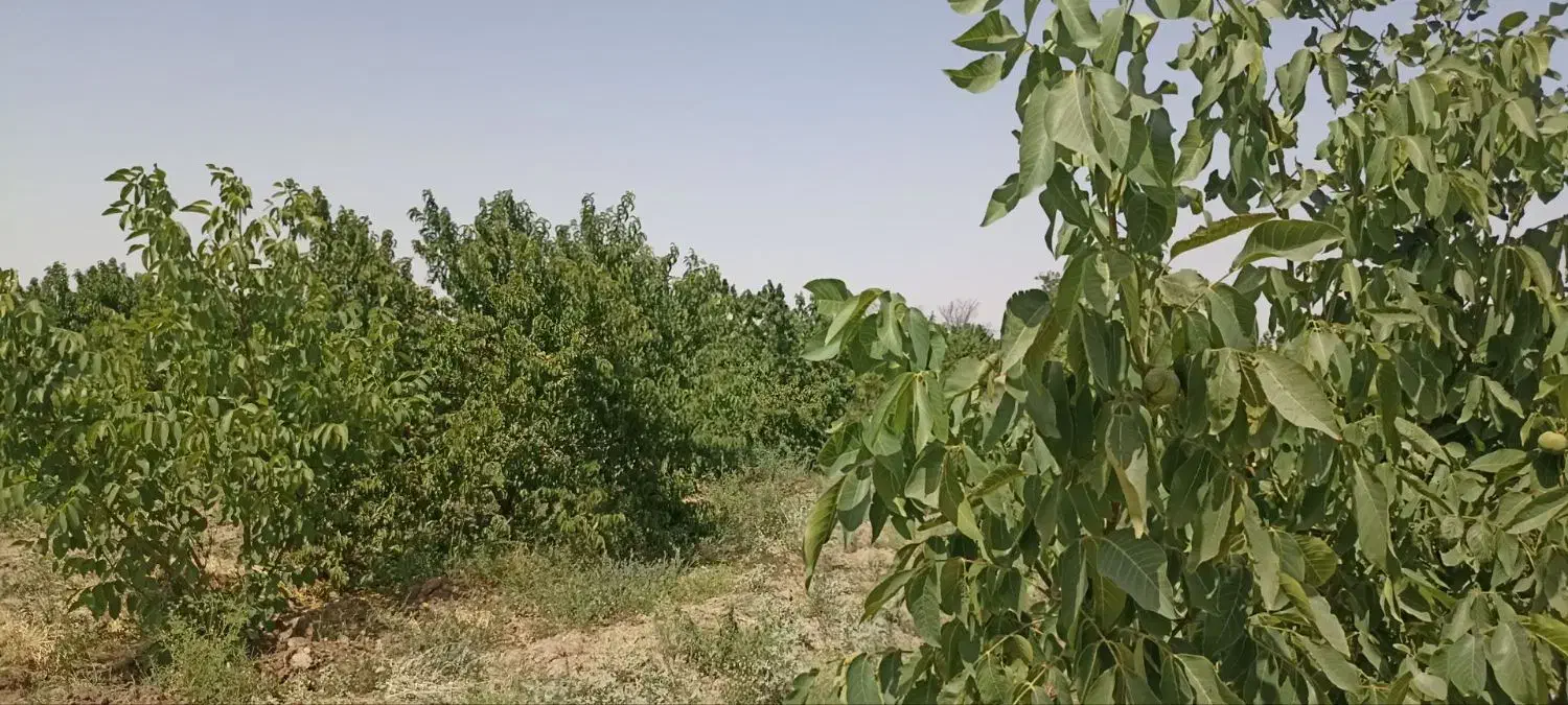 باسلام فروش باغ 3000 متربا90 دقیقه آب|فروش دفتر صنعتی، کشاورزی، تجاری|فریمان, |دیوار