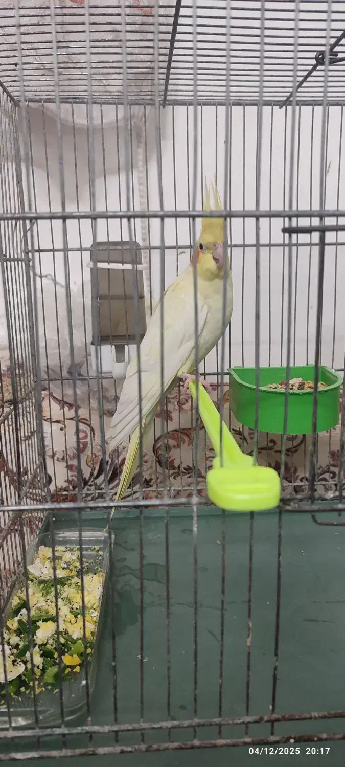 جفت عروس هلندی لوتینو|پرنده|کاشان, فاز ۲ ناجی آباد|دیوار