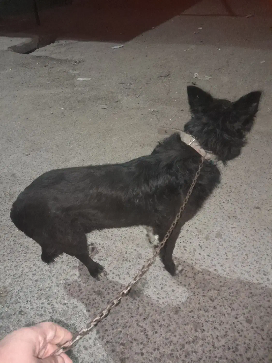 سگ گرگی|سگ|دزفول, |دیوار