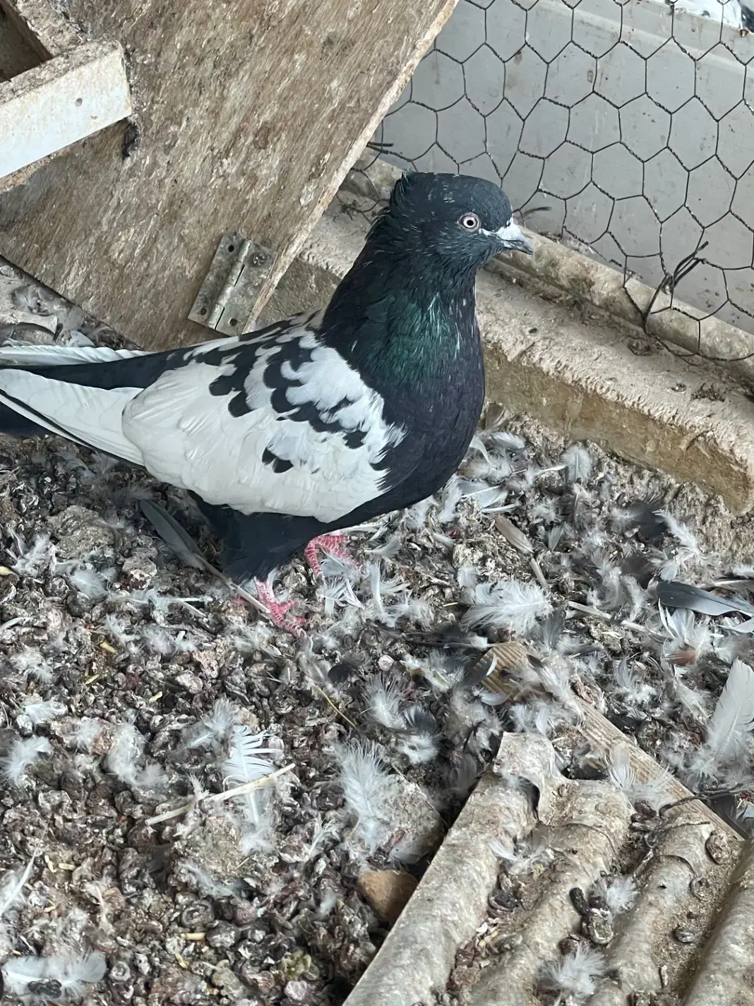 کبوتر|پرنده|تاکستان, |دیوار