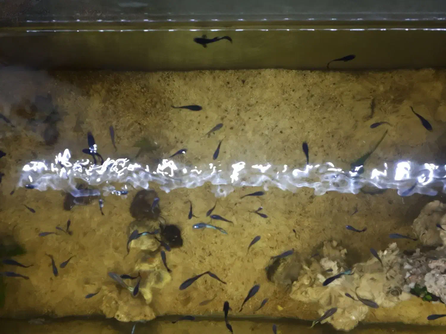 ماهی|ماهی|گلبهار, شهر جدید گلبهار|دیوار