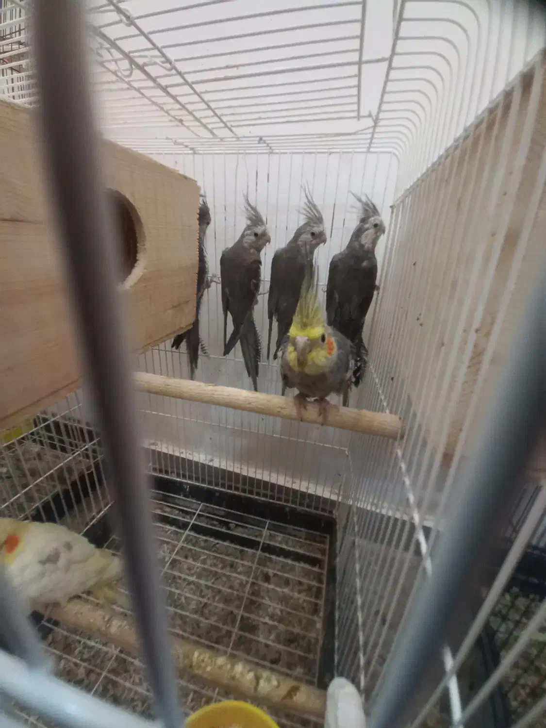 ۶عدد عروس هلندی جوان|پرنده|بندر انزلی, معلم|دیوار