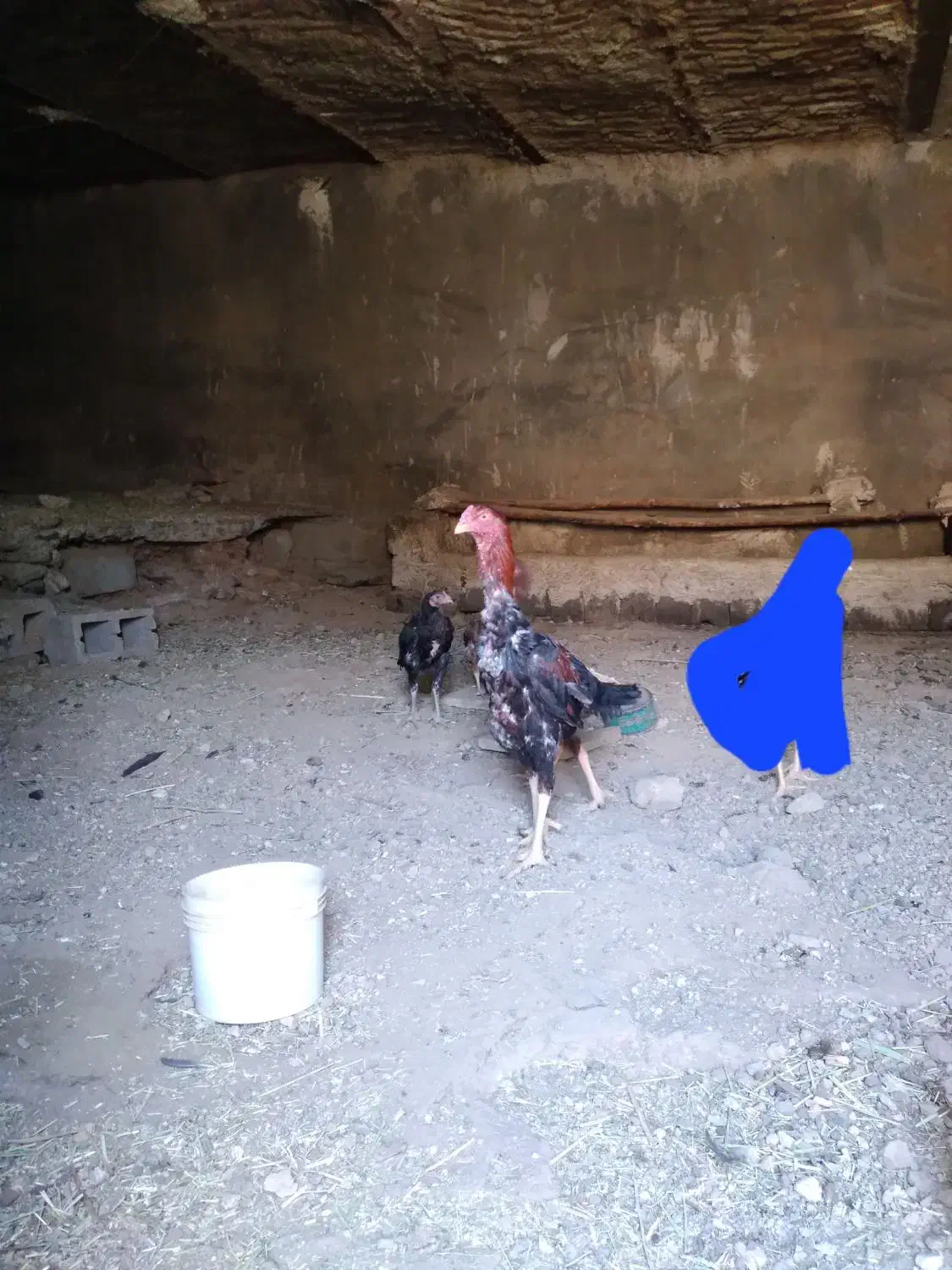 جوجه خروس لاری|حیوانات مزرعه|سقز, |دیوار