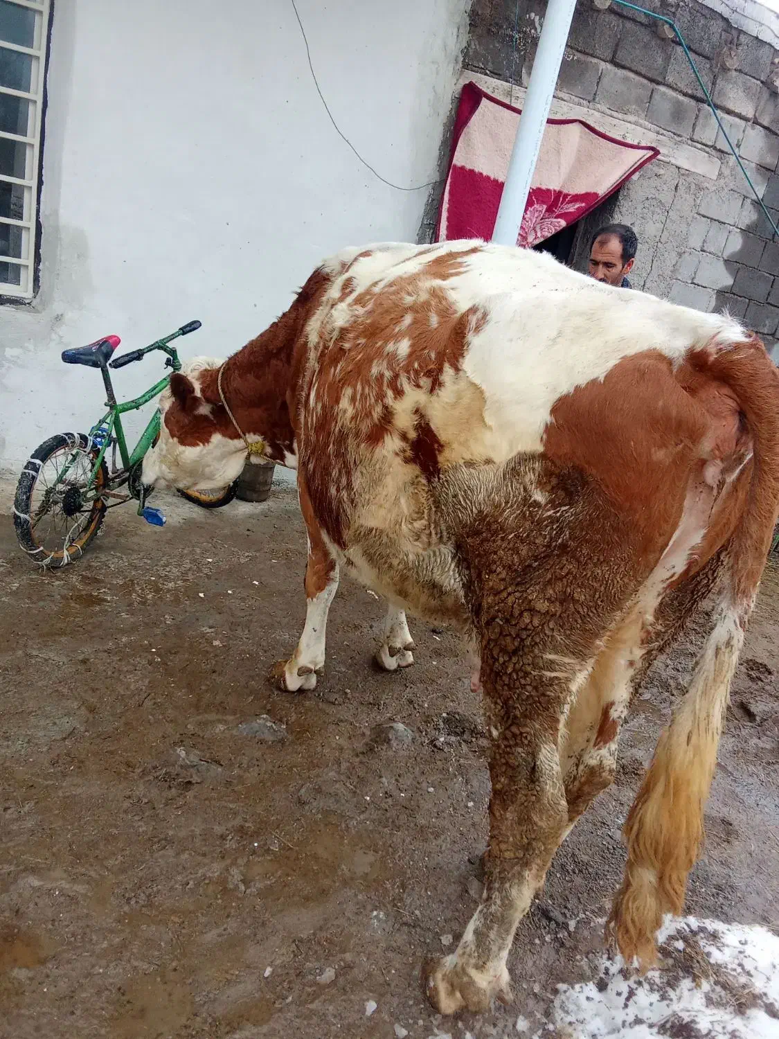 گاو سیمیتال|حیوانات مزرعه|سراجو, |دیوار