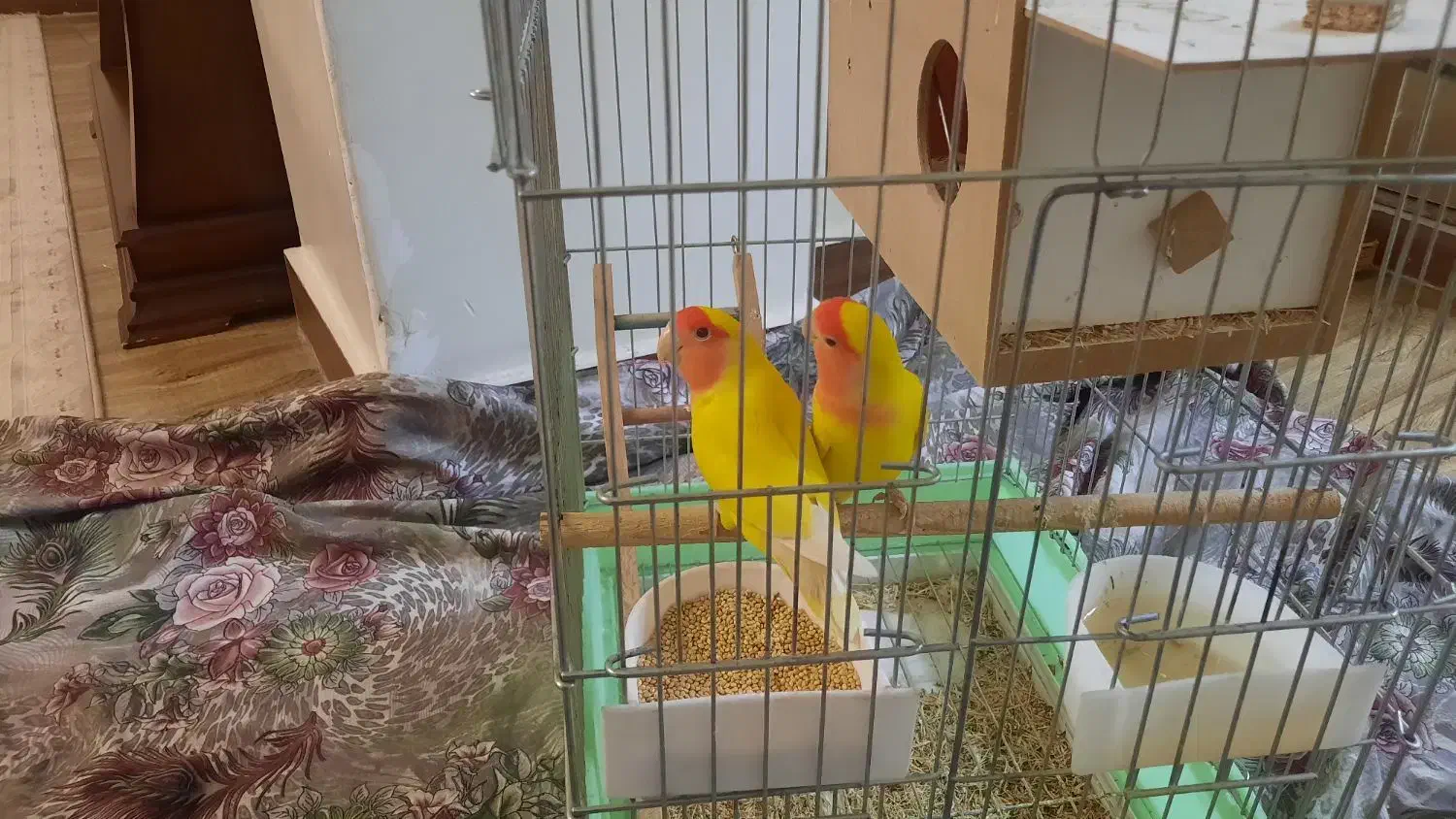 فروش طوطی برزیلی|پرنده|نهاوند, |دیوار