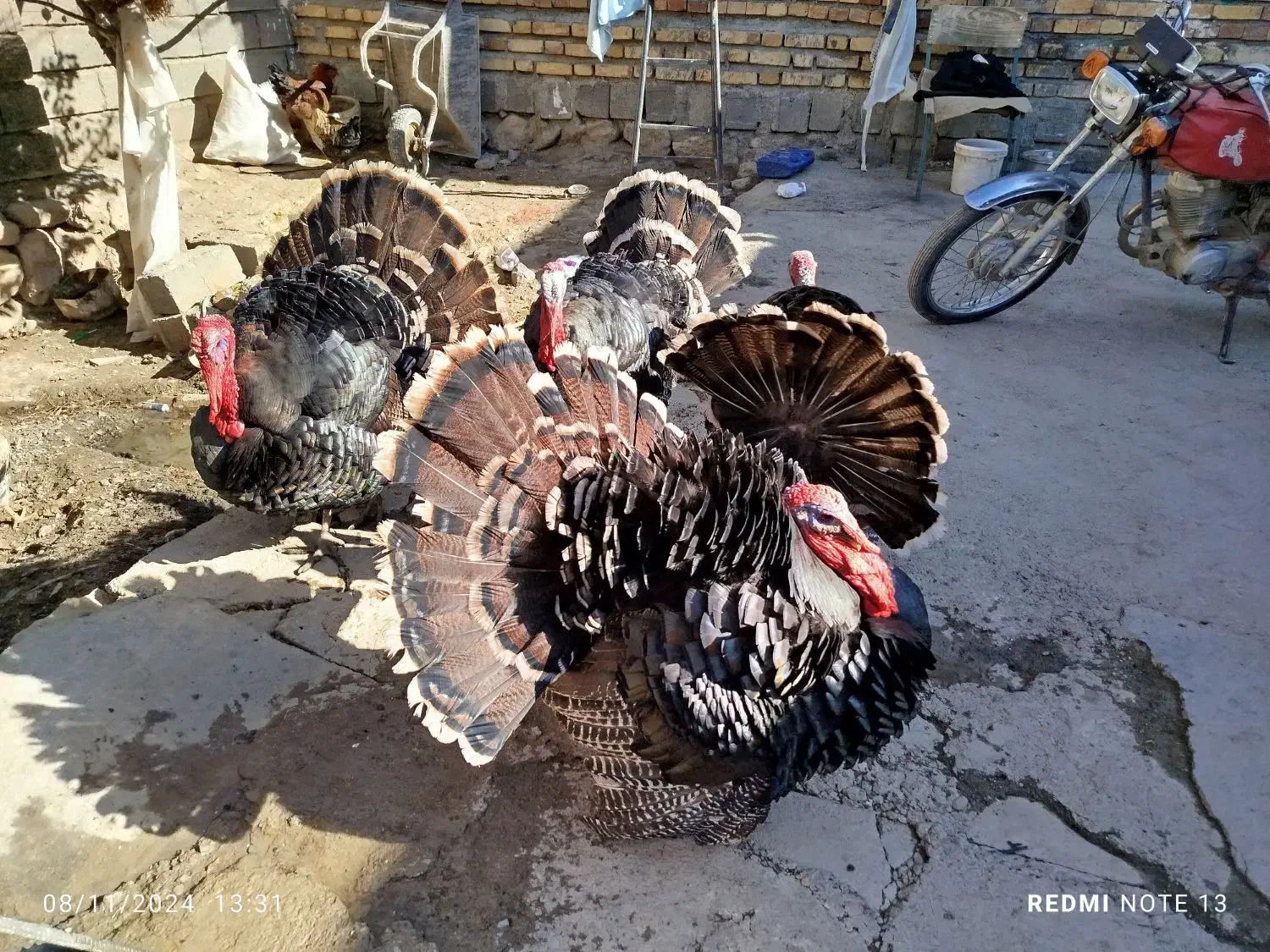 بوقلمون|حیوانات مزرعه|سنقر, |دیوار