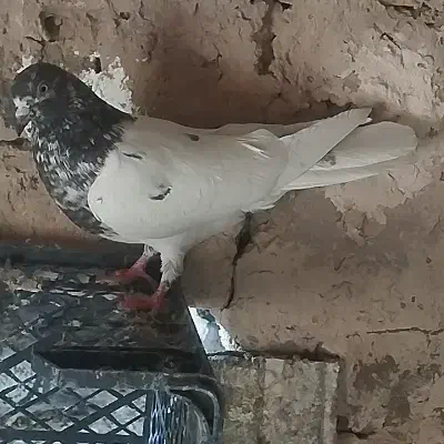 نر کله هفترنگ دیوانه ضمانت فشنگ ارزش دار|پرنده|نیمبلوک, |دیوار