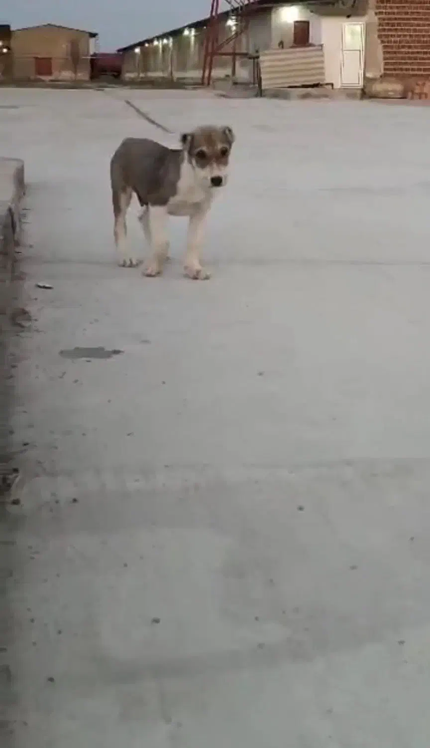 توله نرو ماده|سگ|تهران, تهرانپارس غربی|دیوار