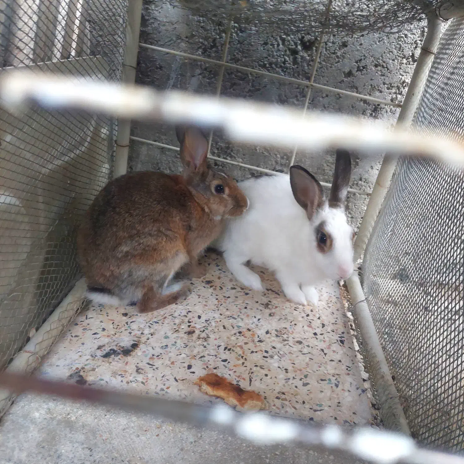 خرگوش|موش و خرگوش|ایرانشهر, |دیوار