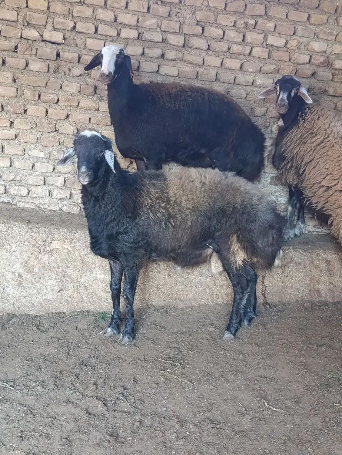 گوسفند نر|حیوانات مزرعه|خلیل شهر, |دیوار
