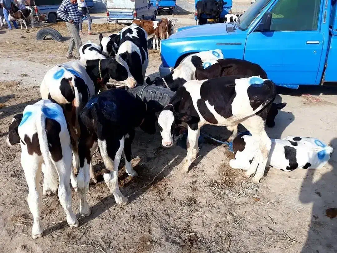 گوساله درجه یک در انواع نژاد|حیوانات مزرعه|مرودشت, تامین اجتماعی|دیوار