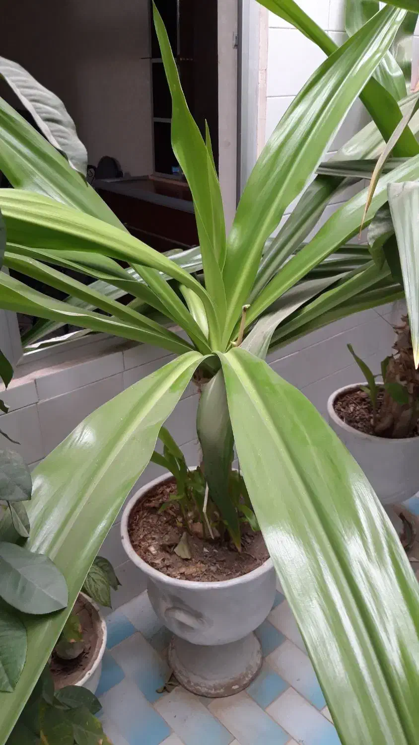 گل و گلدان|گل و گیاه طبیعی|لنجان, |دیوار