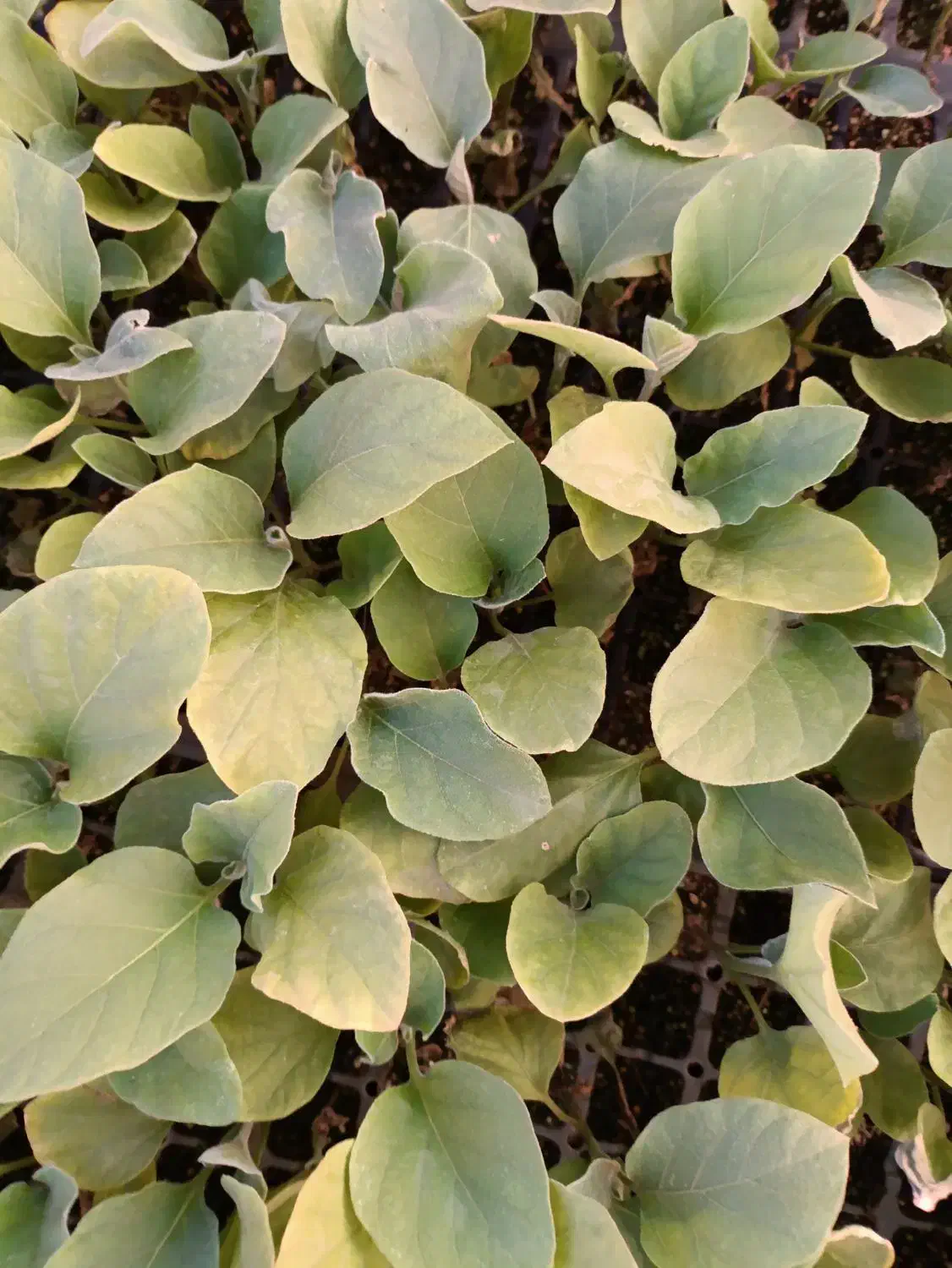 فروش نهال انواع صیفی جان گوجه بادمجان فلفل  خیار|خدمات باغبانی و درختکاری|فارغان, |دیوار