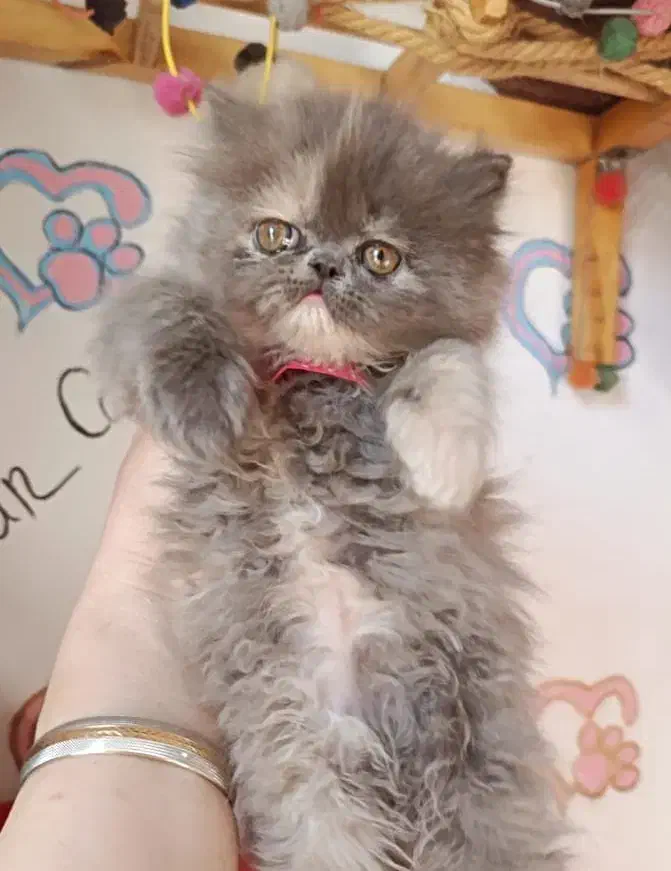 گربه بلو|گربه|تهران, دانشگاه شریف|دیوار