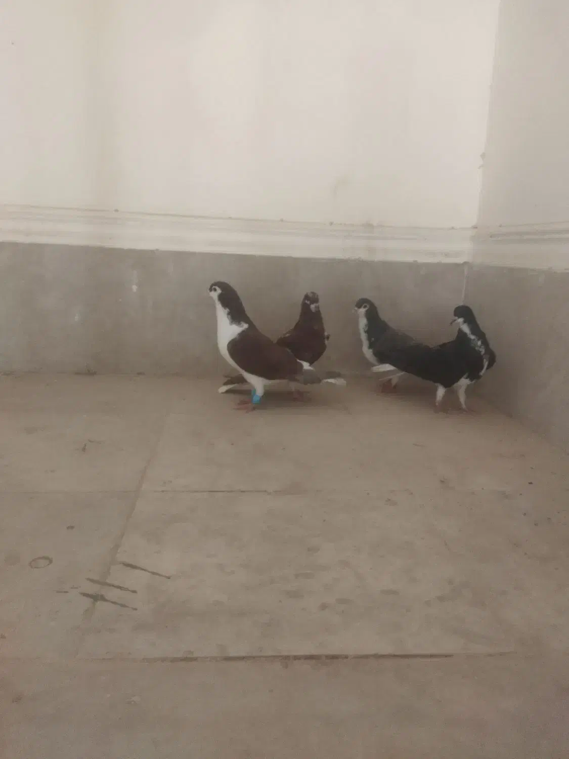 کفتر شهری|پرنده|شیراز, شهرک گلها|دیوار