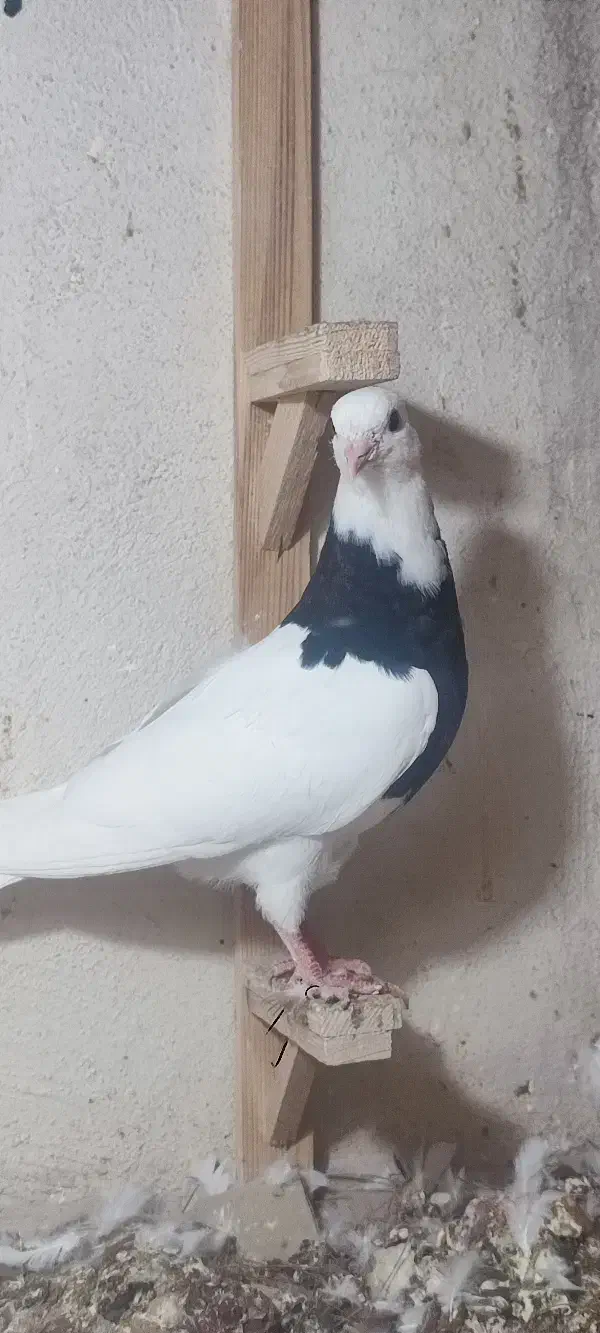 3 عدد طوقی|پرنده|مشهد, کاظم آباد|دیوار