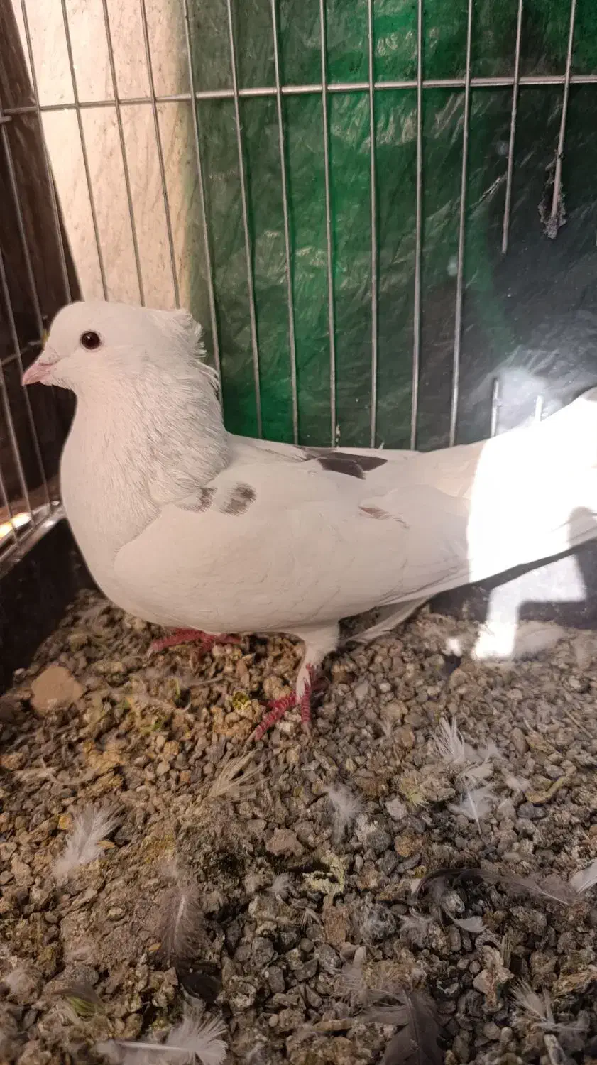 نر خال شستی قدیم|پرنده|گلپایگان, |دیوار