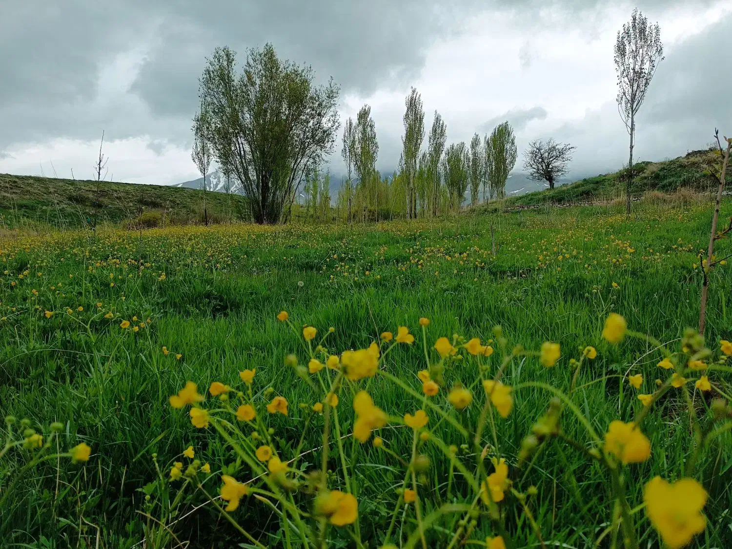 زمین ویهج مناسب باغ|فروش دفتر صنعتی، کشاورزی، تجاری|قروه, |دیوار