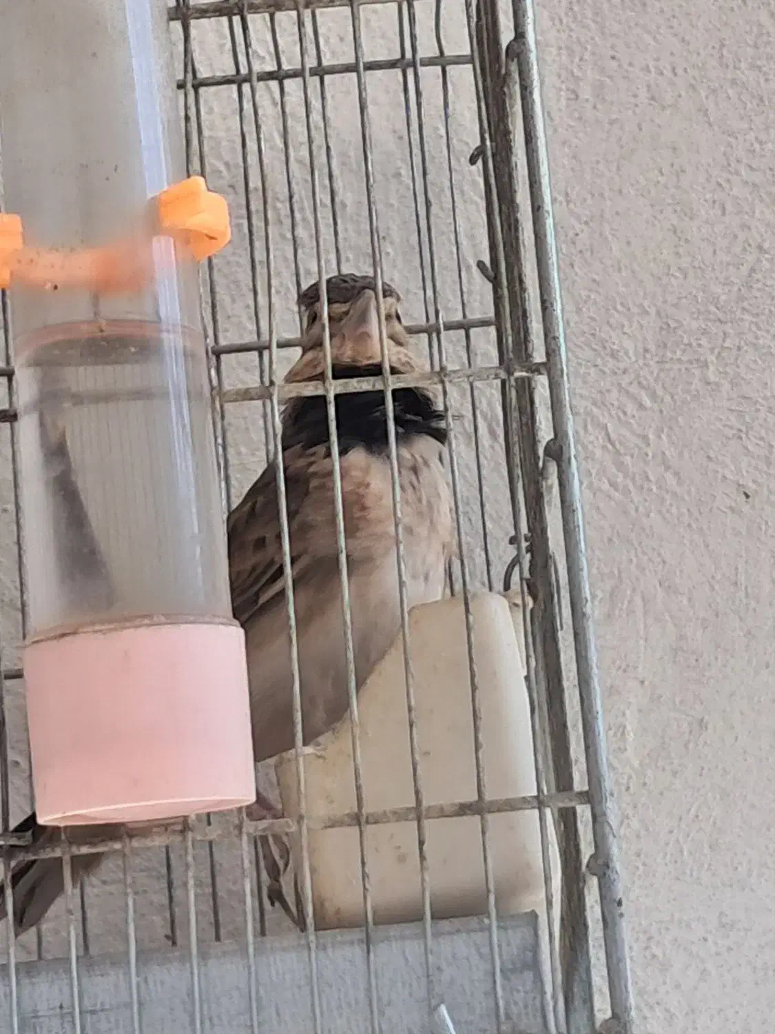 سهره خاکی|پرنده|رباط‌کریم, رباط‌کریم|دیوار