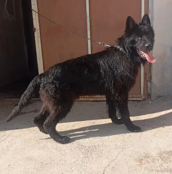 سگ ژرمن بلک خالص نَر|سگ|خرم‌آباد, |دیوار