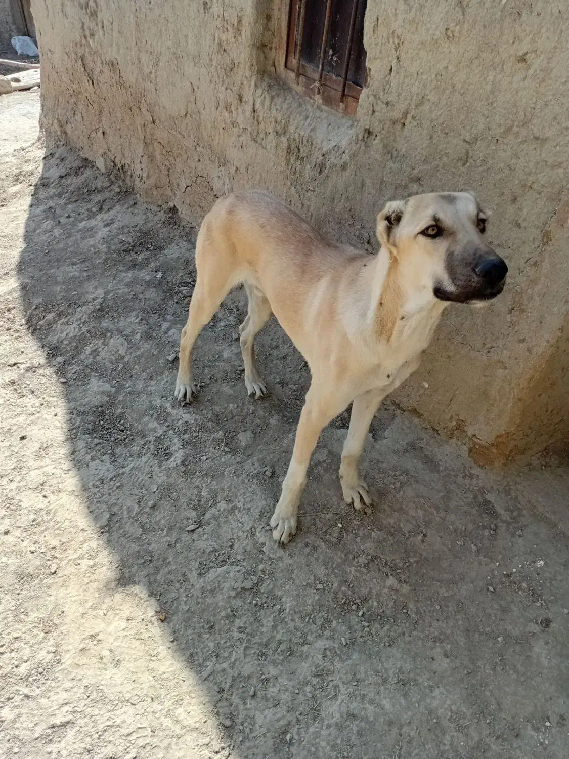 توله سگ 7ماه|سگ|شیروان (خراسان), |دیوار