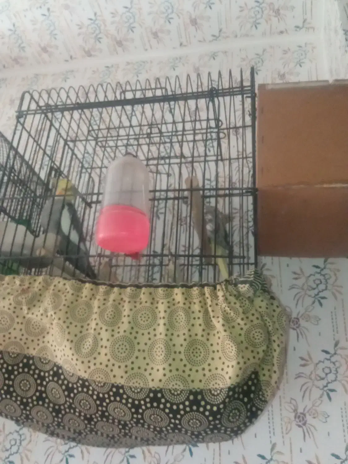 طوطی هلندی|پرنده|محمدیه-قزوین, |دیوار